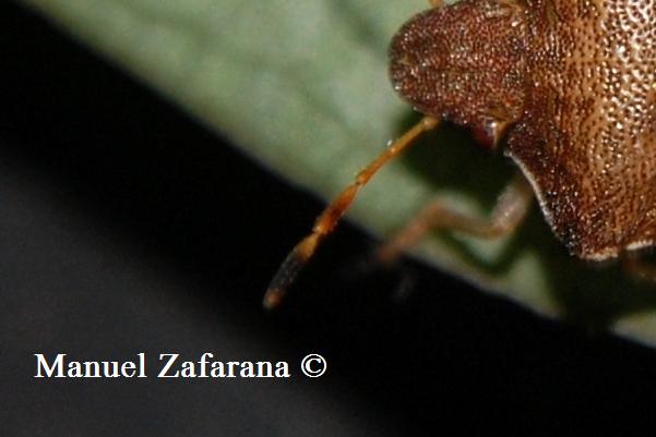 Pentatomidae: Holcostethus vernalis del Catanese (Sicilia)